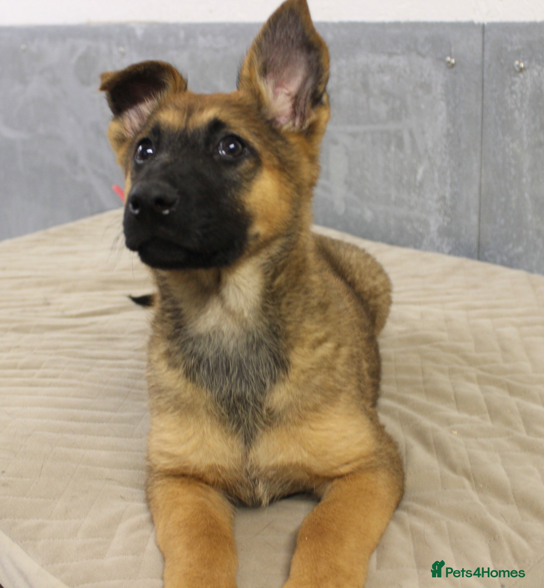 German Shepherd dogs for sale: German Shepherd Puppies  - Advert 21