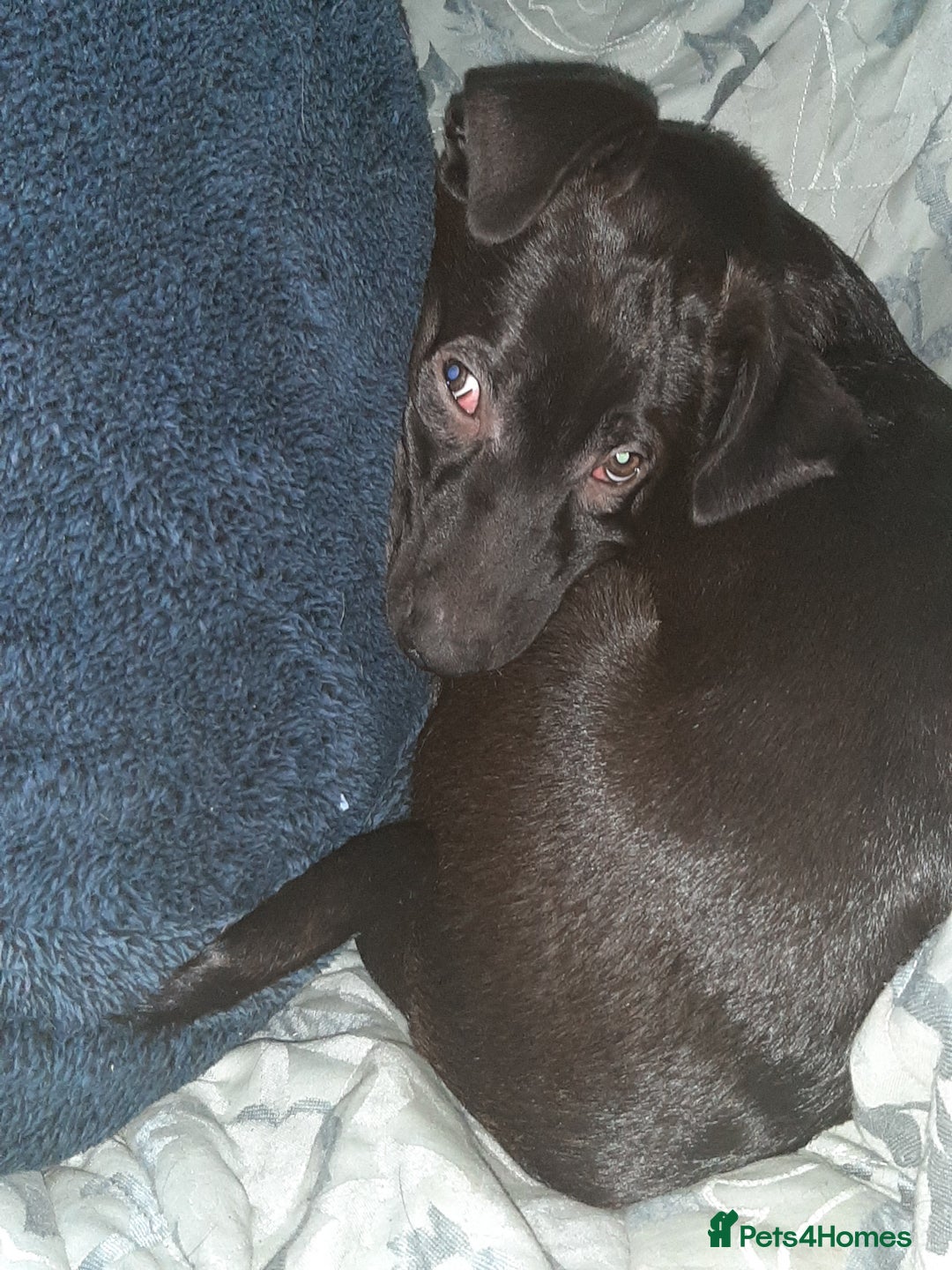 Mixed Breed dogs for sale: Gsd x Mali x Staffy - Advert 13