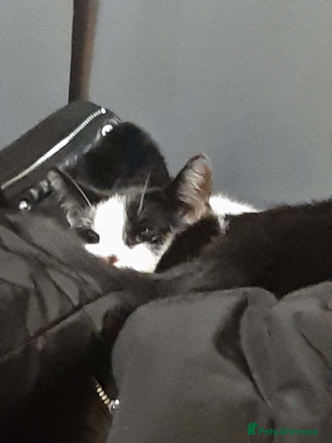 Russian Blue cats for sale: 2 kittens, very playful and loving - Advert 9