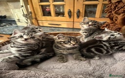 British Shorthair cats for sale: Pedigree Black Silver Tabby kittens  - Advert 8