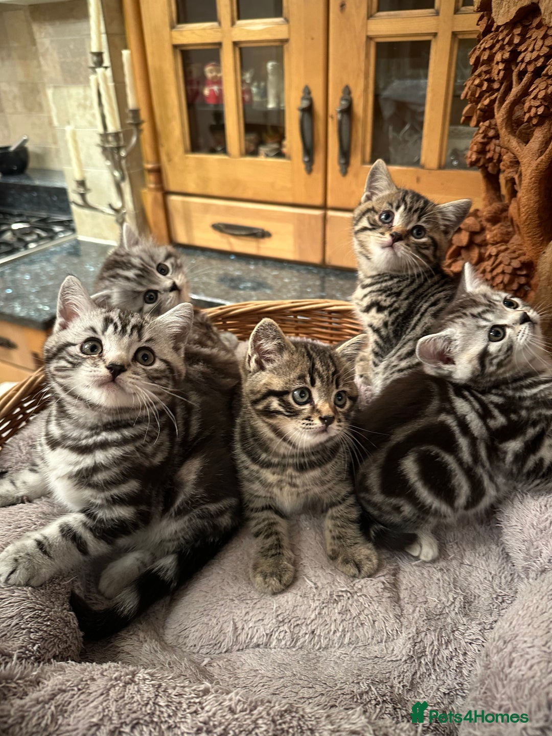 British Shorthair cats for sale: Pedigree Black Silver Tabby kittens  - Advert 8