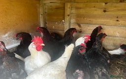 Chickens poultry for sale: White and black rescue hens ready for rehome - Image 3