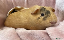 Guinea Pig rodents for sale: Female Pair  - Image 4