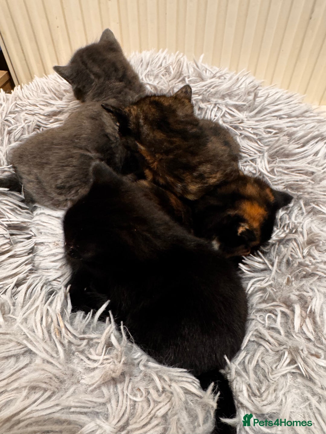 Mixed Breed cats for sale: 4 beautiful kittens - Advert 17