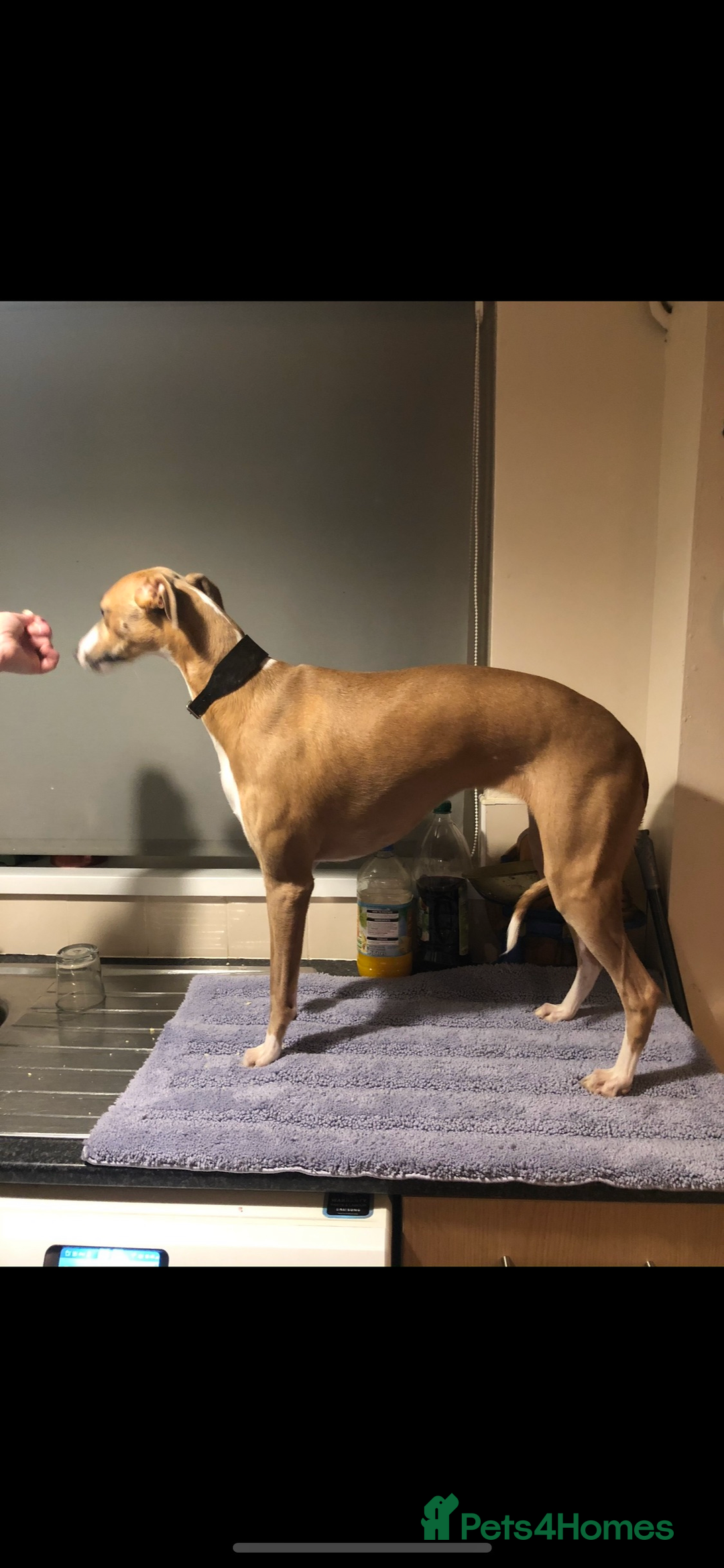 Whippet dogs for sale: STUNNING GIRL NEEDS A HOME  - Advert 1