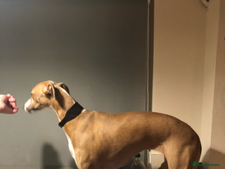 Whippet dogs STUNNING GIRL NEEDS A HOME - Advert 16