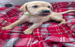 Labrador Retriever dogs for sale: Beautiful Labrador puppys  - Image 27