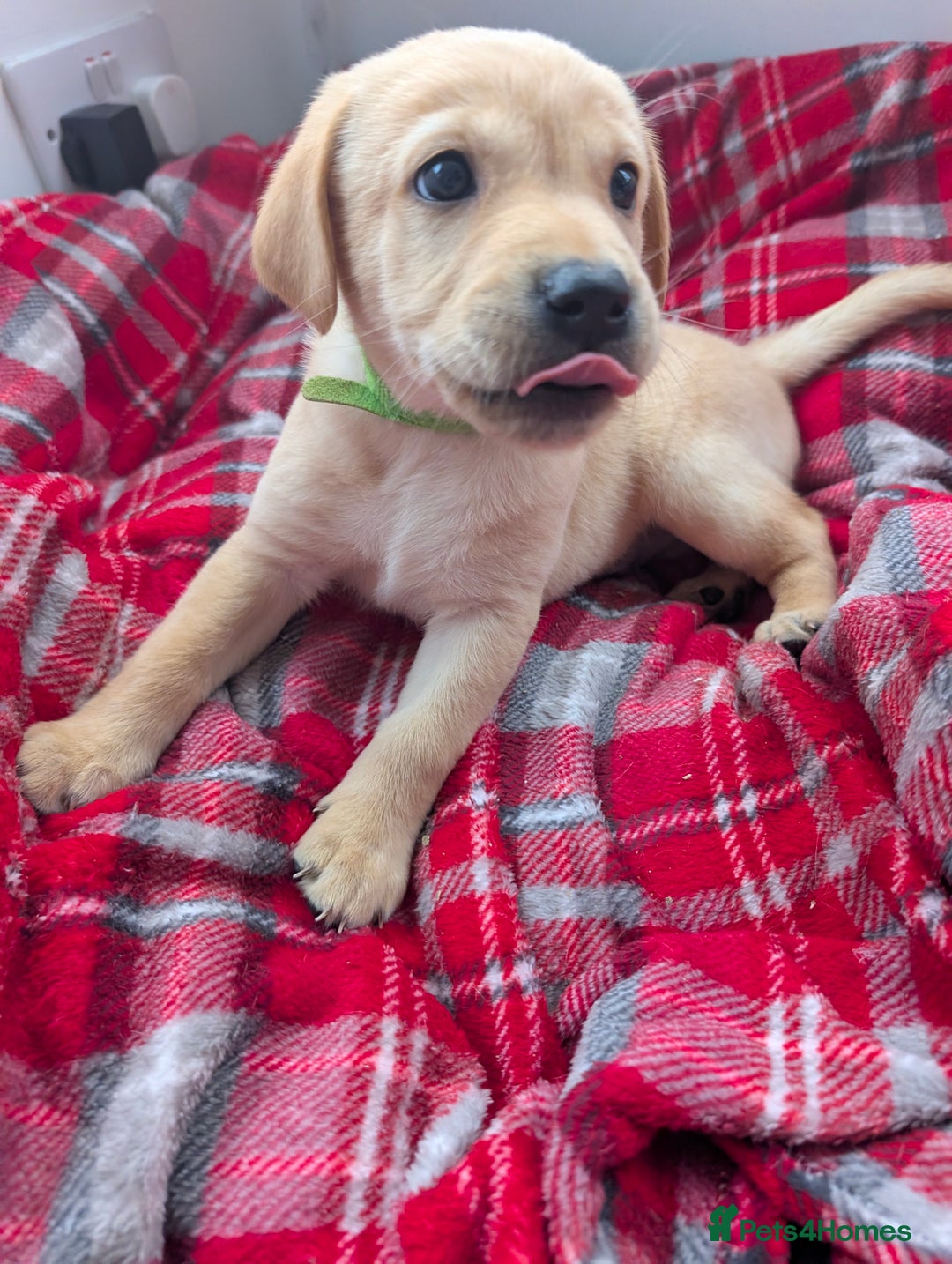 Labrador Retriever dogs for sale: Beautiful Labrador puppys  - Image 27