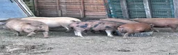 Pig livestock for sale: Female Juliana X kune kune piggies - Advert 3