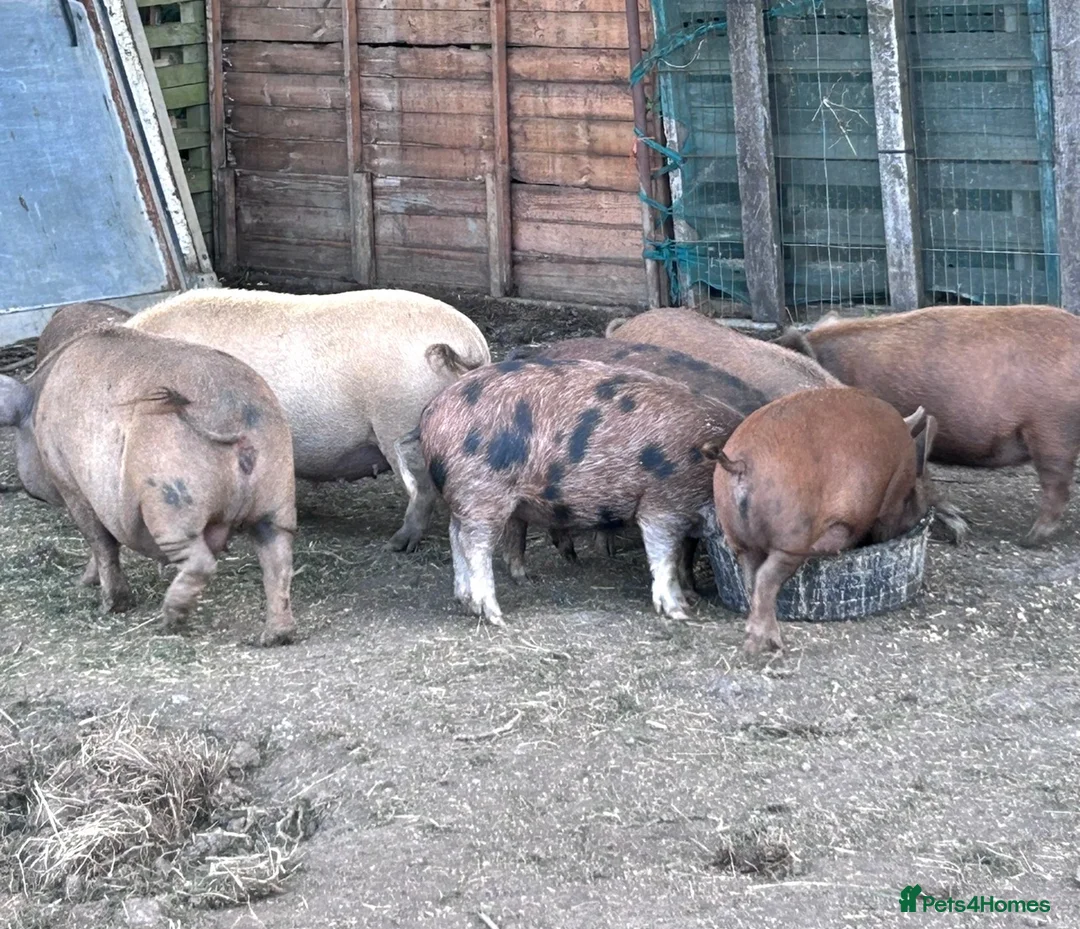 Pig livestock for sale: Female Juliana X kune kune piggies - Advert 3
