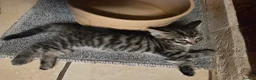Mixed Breed cats for sale: Amazing Kittens  in Northampton - Advert 3