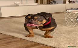 English Bulldog dogs for sale: Amazing Family Bulldog - Image 1