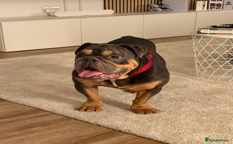 English Bulldog dogs - Advert 1