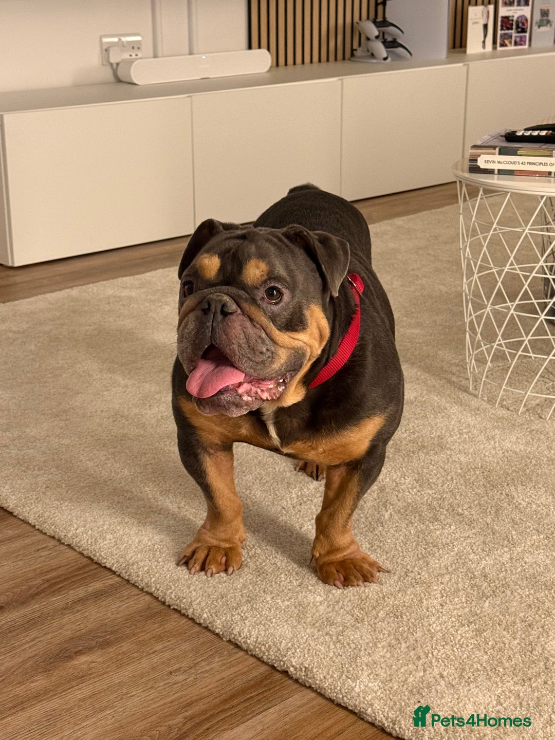 English Bulldog dogs for sale: Amazing Family Bulldog - Image 1