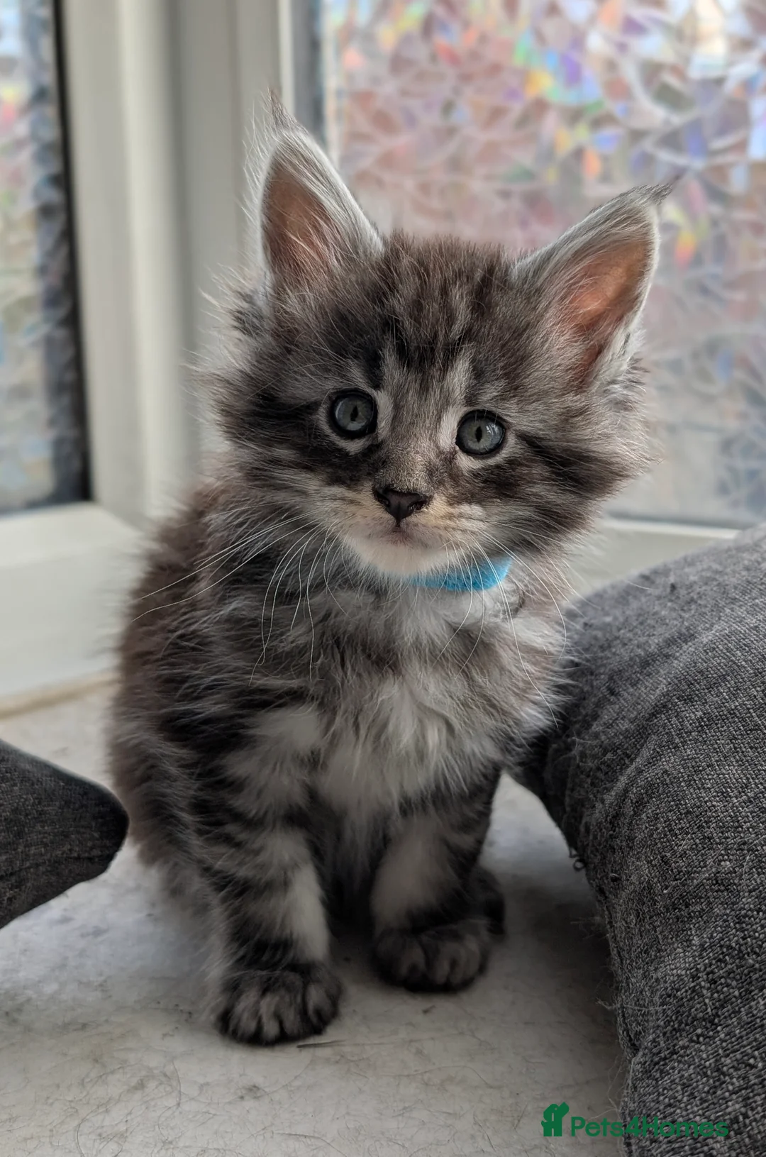 Maine Coon cats for sale: Little balls of fur looking for their new home - Advert 3