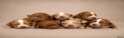 Cocker Spaniel dogs for sale: Outstanding KC Working Cockers Champion Bloodlines - Advert 1