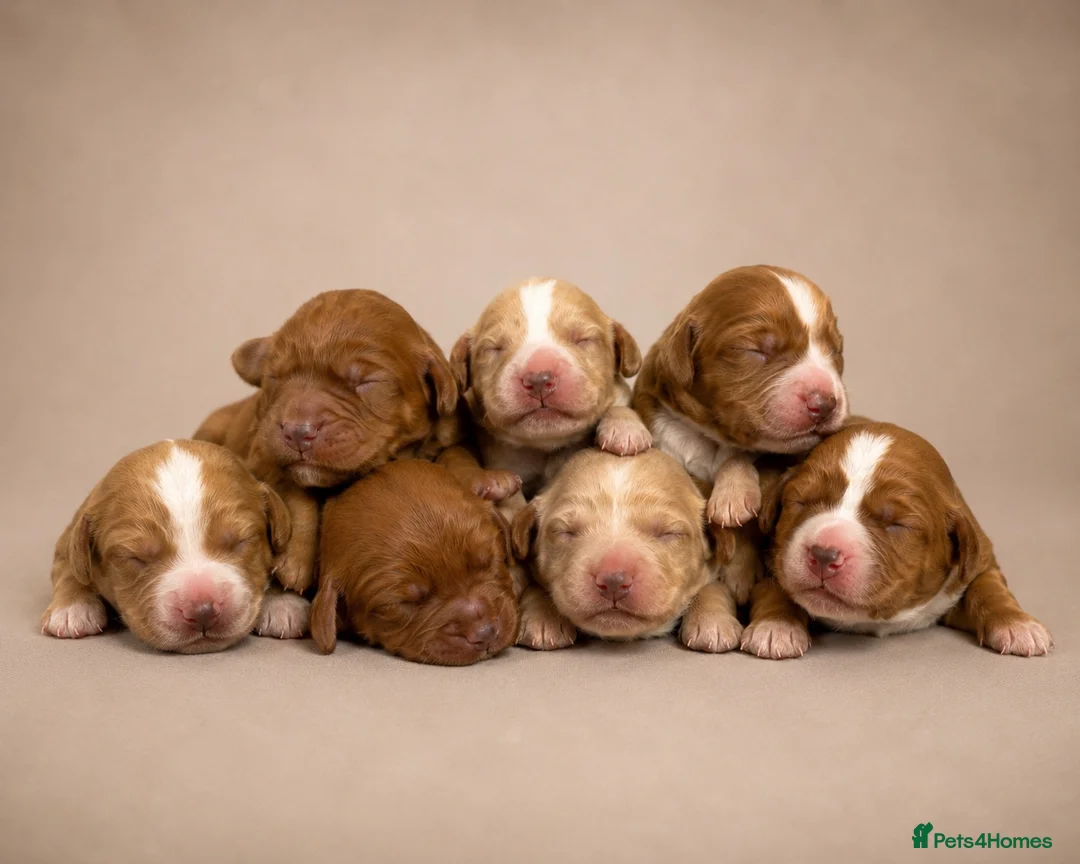 Cocker Spaniel dogs for sale: Outstanding KC Working Cockers Champion Bloodlines - Advert 1