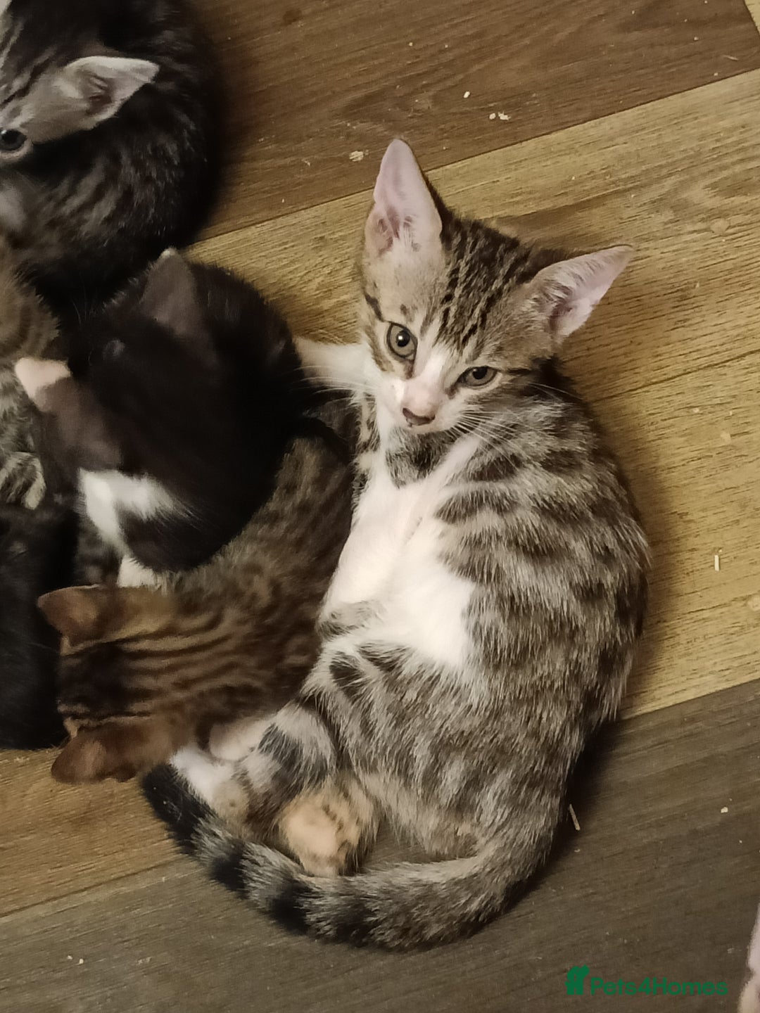 Bengal cats for sale: 🏆Families RARE Bengal X F5 Asian Leopard kittens  - Image 14