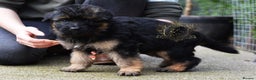 German Shepherd dogs for sale: LONGHAIRED GSD PUPPIES - Advert 3