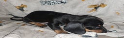 Miniature Dachshund dogs for sale: Minature dachshunds - Advert 4