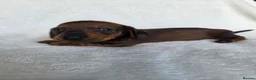Miniature Dachshund dogs for sale: Miniature Dachshund Puppies - Advert 2