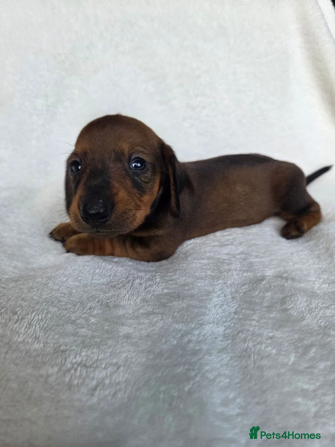 Miniature Dachshund dogs for sale: Miniature Dachshund Puppies - Advert 2