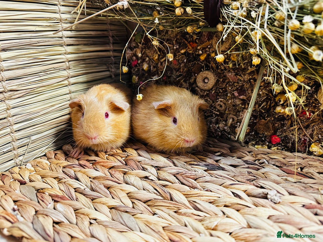 Guinea Pig rodents for sale: Friendly well handled baby guinea pigs  - Image 10
