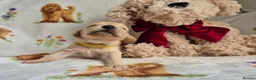 Goldendoodle dogs for sale: Health tested Australian Double Doodles - Advert 29