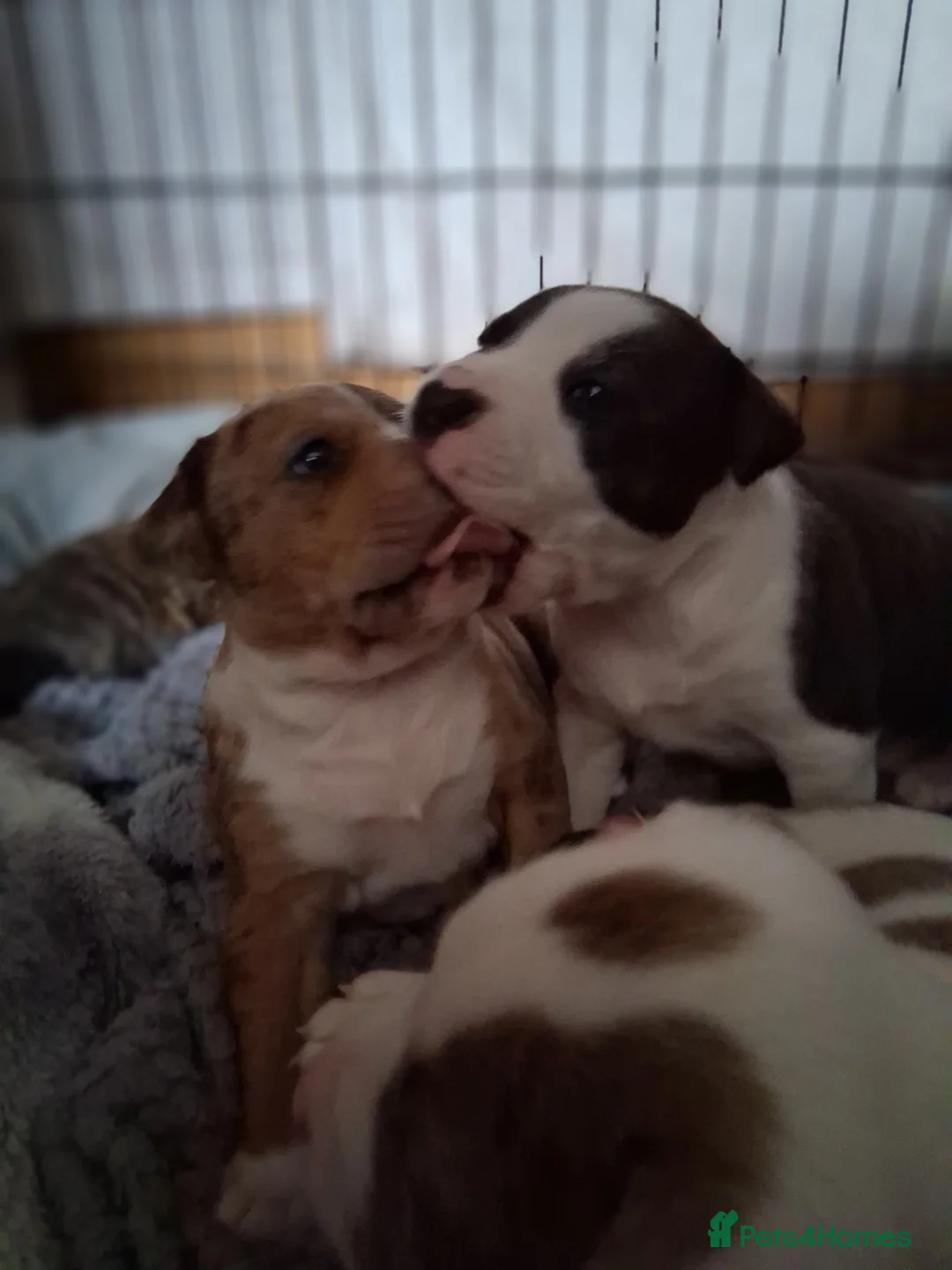 Mixed Breed dogs for sale: Beautiful American bully x staff pups.  - Advert 19