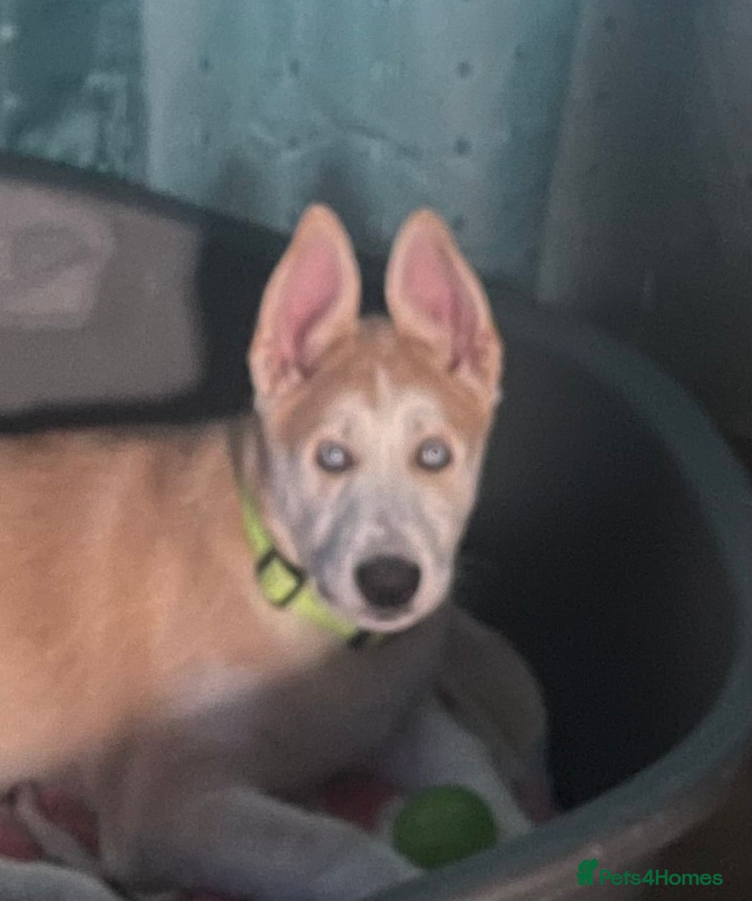 Huskita dogs for sale: Playful Huskita Puppies – Vaccinated & Ready Today - Image 7