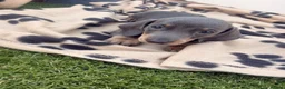 Dachshund dogs for sale: 5 beautiful full bread dachshund for sale  in Newport Pagnell - Advert 2