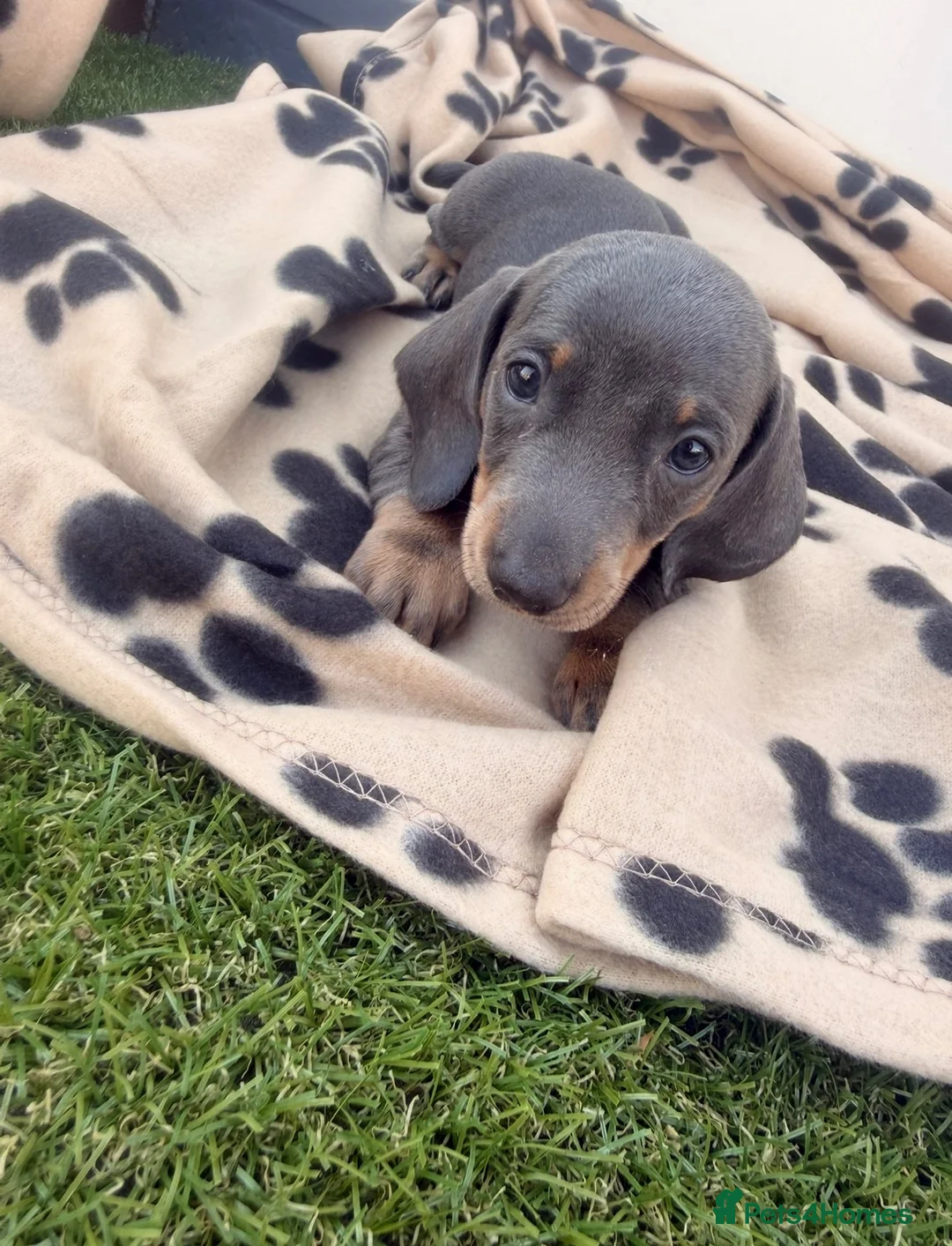 Dachshund dogs for sale: 5 beautiful full bread dachshund for sale  in Newport Pagnell - Advert 2