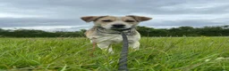 Mixed Breed dogs for adoption: Adorable Thanos needs his own forever home  in Atherstone - Advert 7