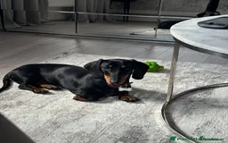 Miniature Dachshund dogs for sale: True miniature dachshund for sale  - Image 2