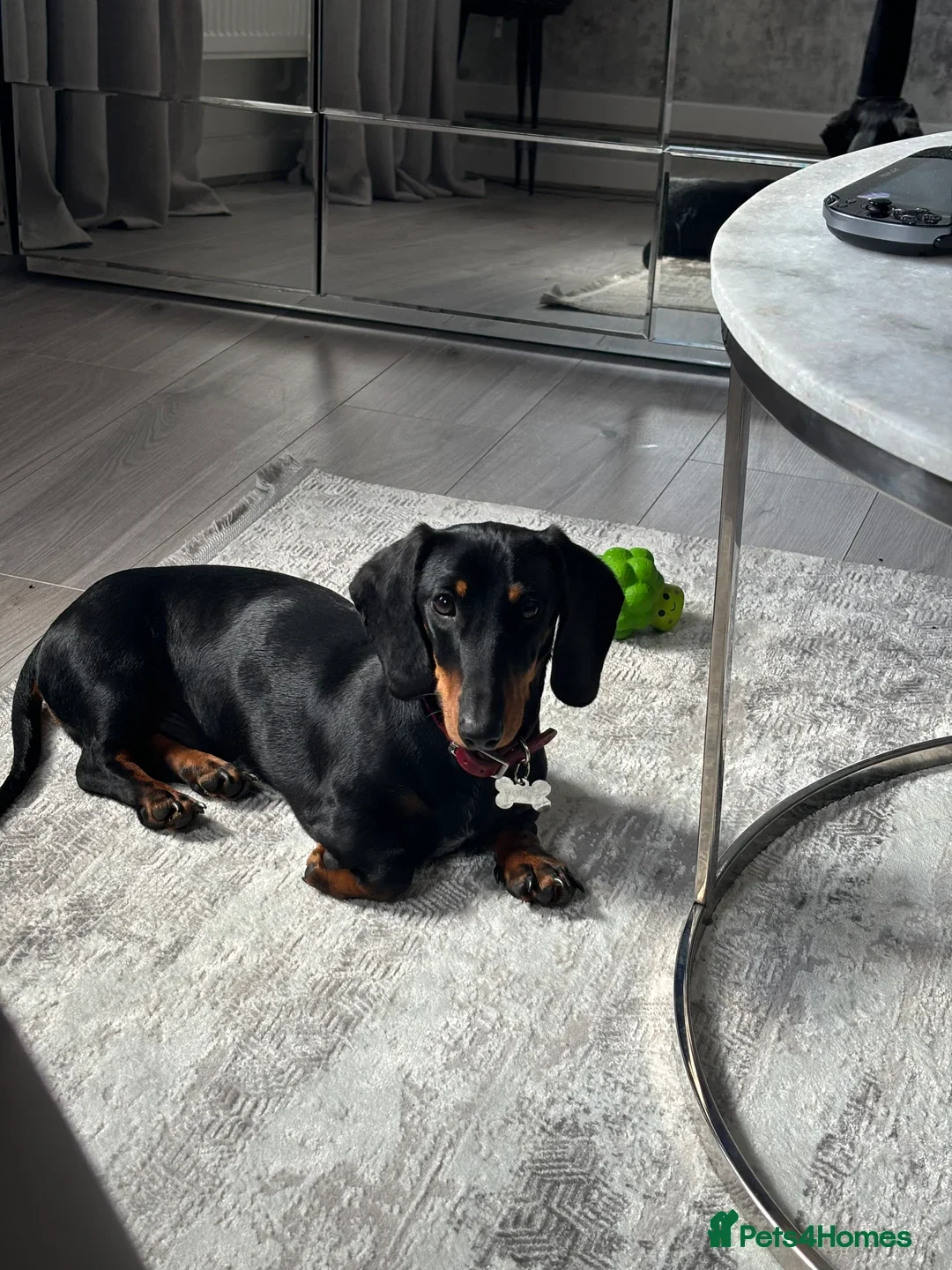 Miniature Dachshund dogs for sale: True miniature dachshund for sale  - Image 2