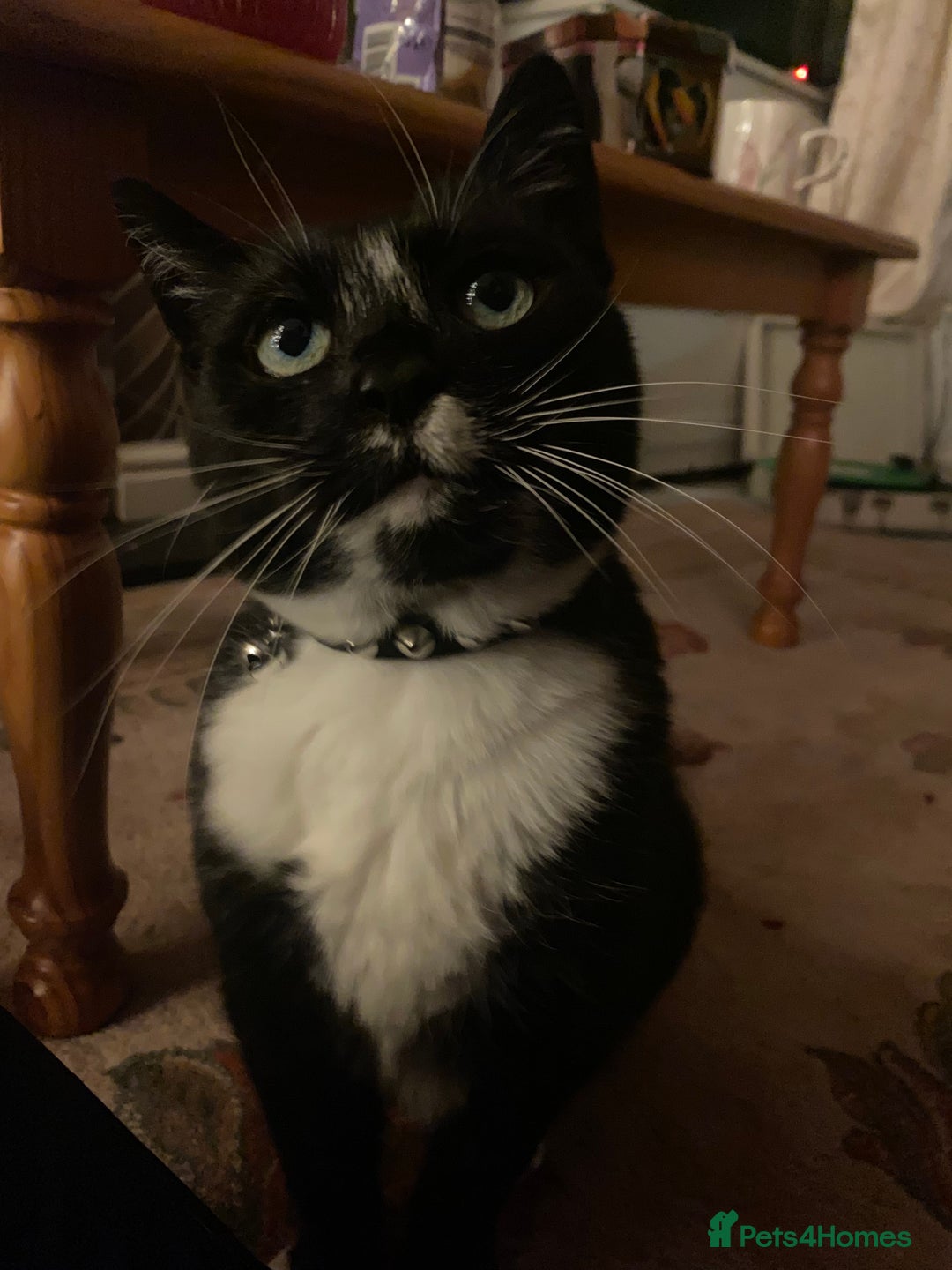 British Shorthair cats for sale: Darcie the tuxedo cat.  - Image 6