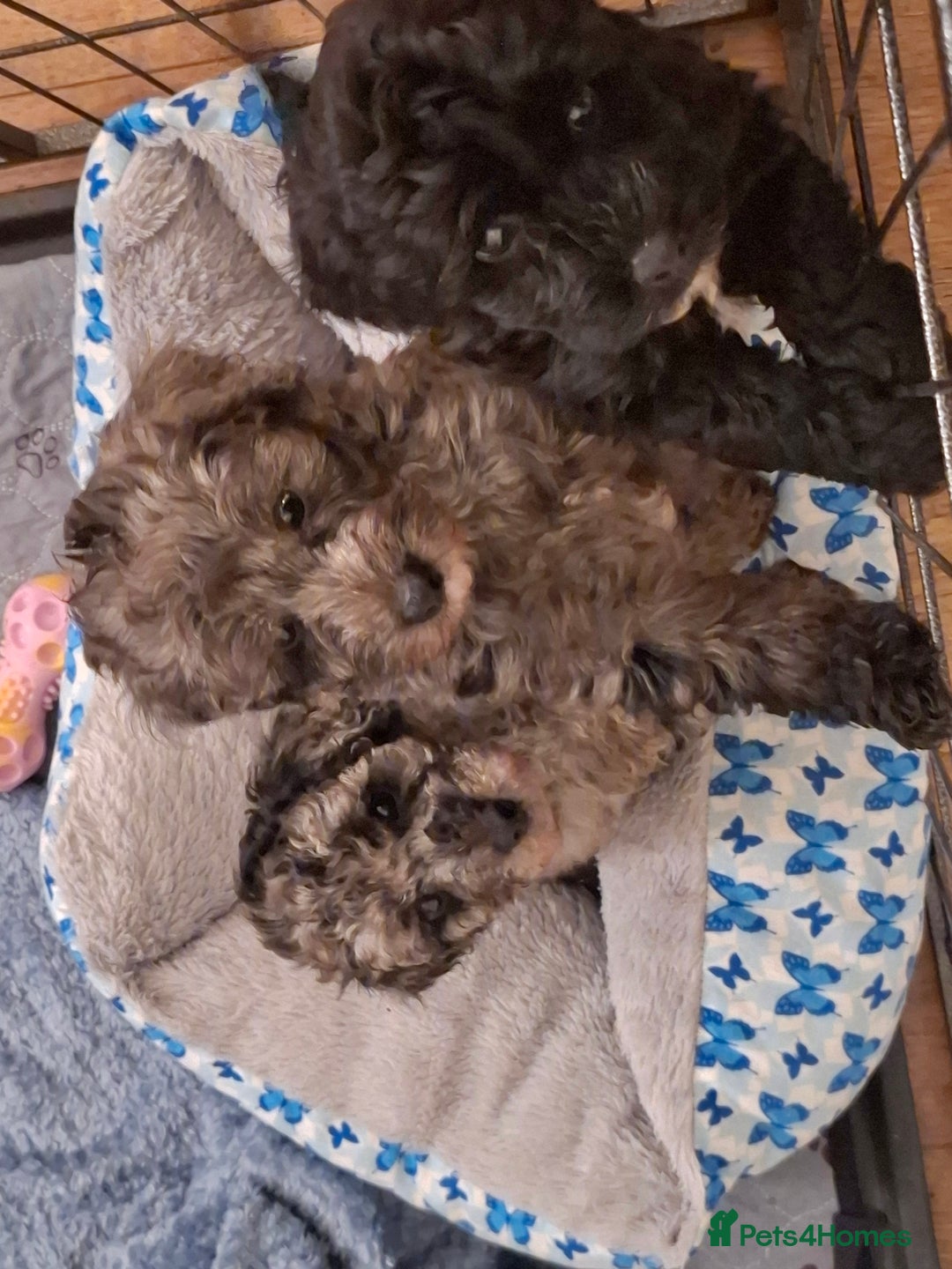 Cockapoo dogs for sale: Gorgeous Cockapoos Health Tested Parents - Image 2