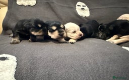 Miniature Schnauzer dogs for sale: Miniature schnauzer puppies  - Image 3