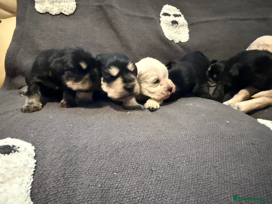Miniature Schnauzer dogs for sale: Miniature schnauzer puppies  - Image 3