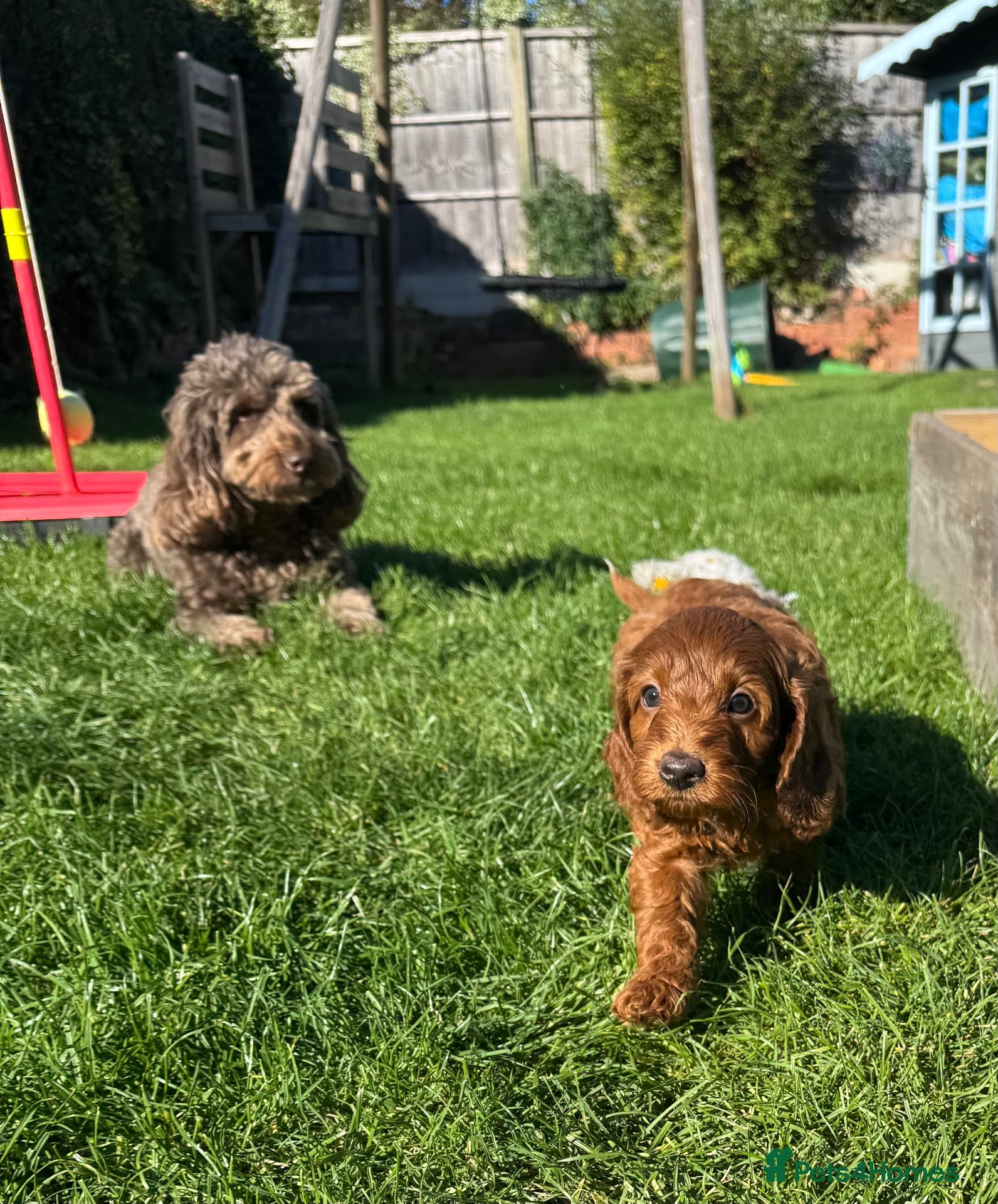 Cockapoo dogs gorgeous red boy cockapoo still available - Advert 12