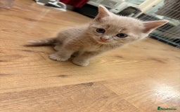 Mixed Breed cats for sale: beautiful kittens for sale - Image 8