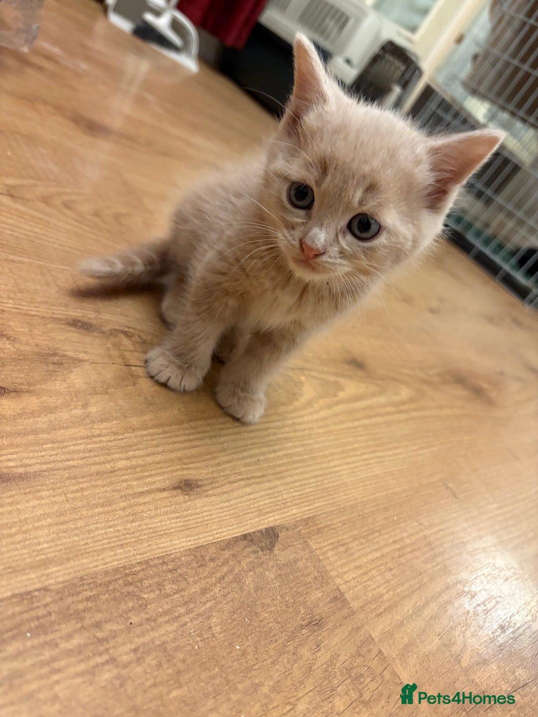 Mixed Breed cats for sale: beautiful kittens for sale - Image 8