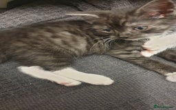 Mixed Breed cats for sale: 5 kittens looking for forever homes. - Image 4