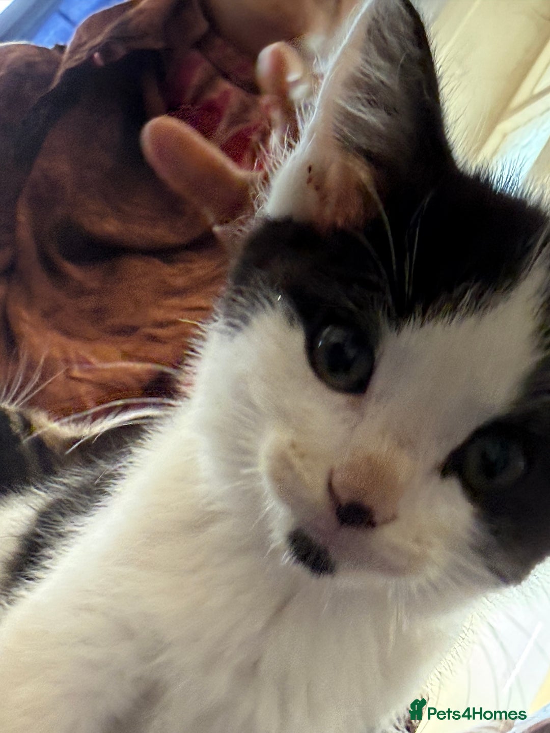 Mixed Breed cats for sale: 🐾 Beautiful Mixed-Breed Kittens –Ready🐾 - Image 31