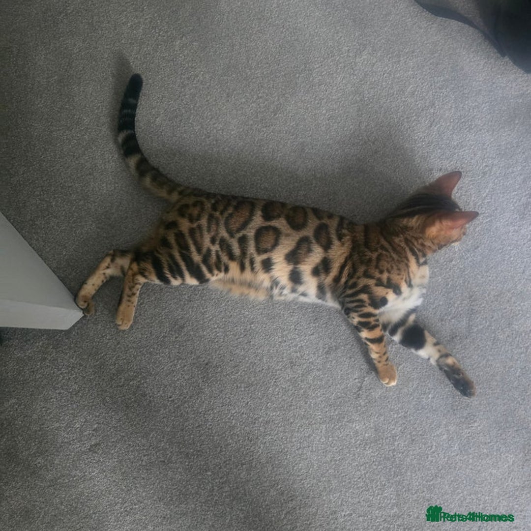 Bengal cats for sale: SBT TICA F5 Bengal Queen-Must Be Rehomed by March  - Advert 10