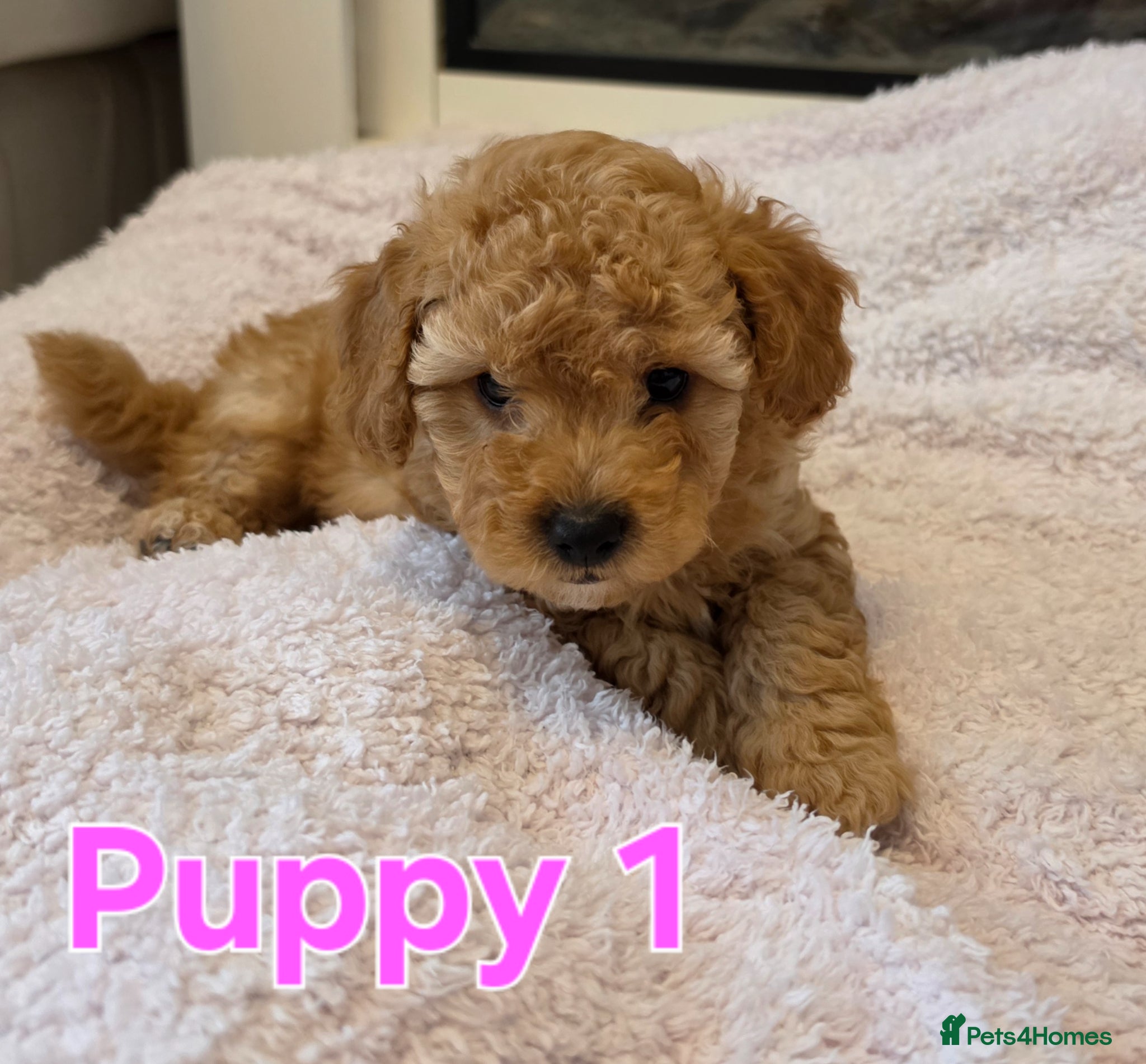 Maltipoo dogs 🐶2 absolutely beautiful maltipoo pups for sale🐶  - Advert 15