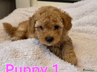 Maltipoo dogs 🐶2 absolutely beautiful maltipoo pups for sale🐶 - Advert 15