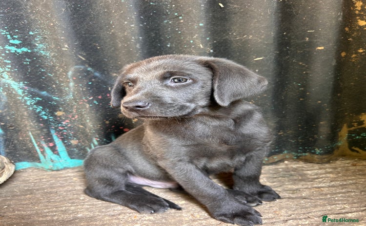 Labrador Retriever dogs - Advert 15