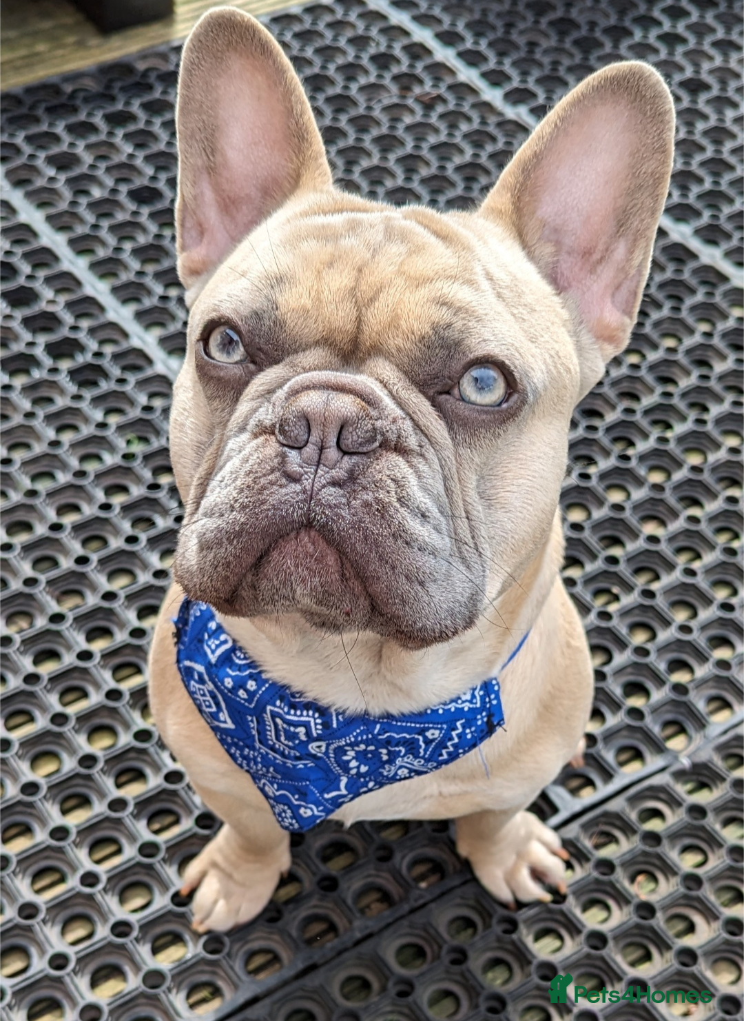 French Bulldog dogs Freddy boy (lilac tan fawn) for stud in Sutton Coldfield - Advert 22
