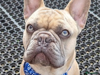 French Bulldog dogs in Sutton Coldfield - Advert 6